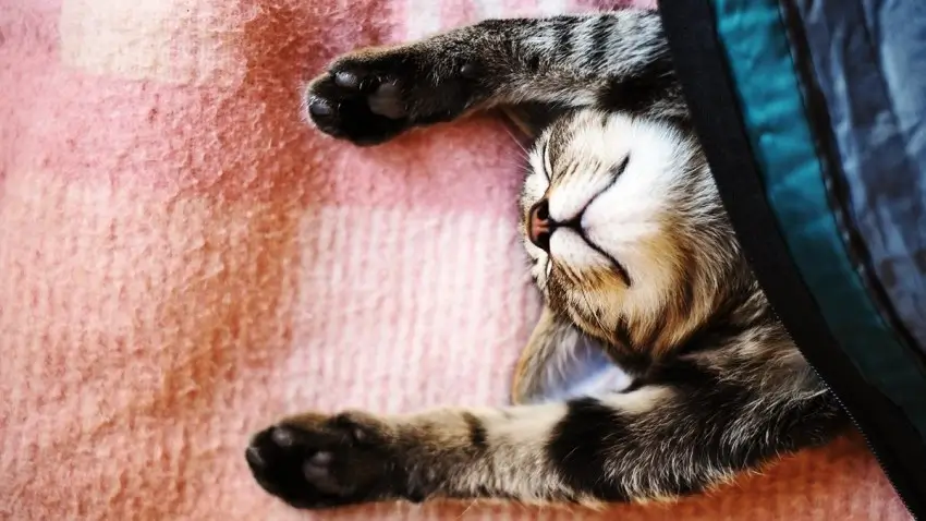 چگونه خود را به کار کردن وادار کنیم در حالی که نمی خواهیم کار کنیم؟